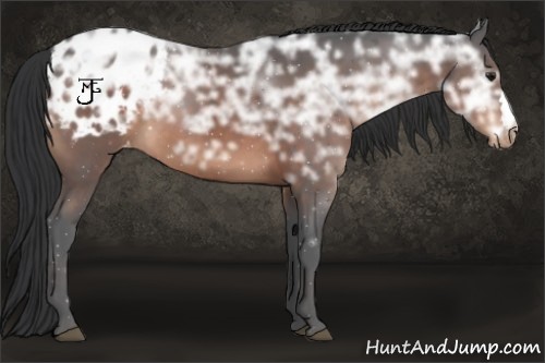Horse Color:Brown Ice Appaloosa 