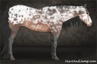 Horse Color:Brown Ice Appaloosa