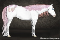 Horse Color:Watercolor Gold Champagne Ice Sabino Splash Appaloosa 