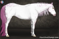 Horse Color:White Spotted Gold Champagne Frame Near Leopard