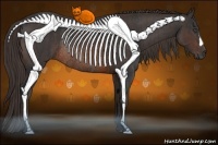 Horse Color:Brown Rabicano Brindle
