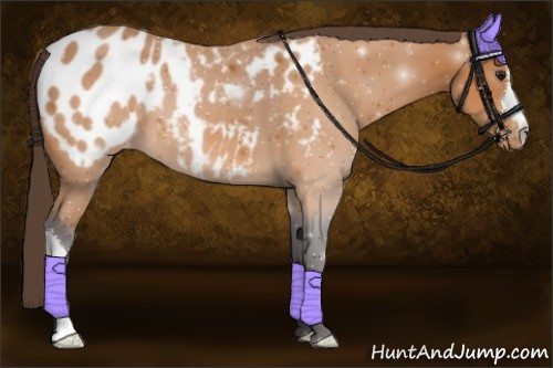 Horse Color:Buckskin Blanket