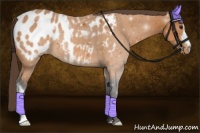 Horse Color:Buckskin Blanket 