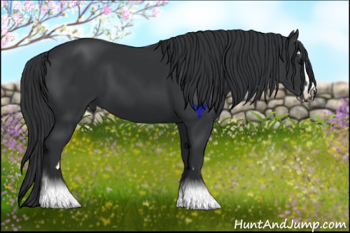 Horse Color:Black Sabino 