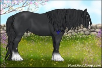 Horse Color:Black Sabino