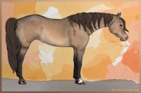 Horse Color:Brown Dun Appaloosa 