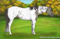Horse Color:Grullo Tobiano Appaloosa 