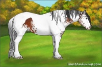 Horse Color:White Spotted Brown Tobiano 