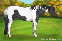 Horse Color:Black Tobiano 