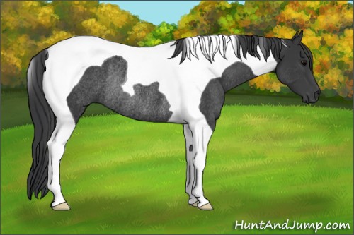 Horse Color:Black Tobiano Rabicano