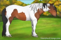 Horse Color:Brown Tobiano 
