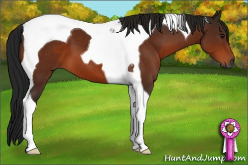 Horse Color:Gray Brown Tobiano 