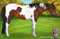 Horse Color:Gray Brown Tobiano 