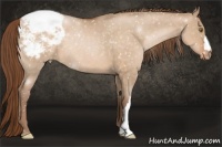 Horse Color:Brown Pearl Dun Snowcap 