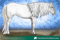 Horse Color:Chocolate Palomino Appaloosa 