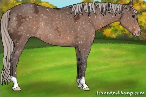 Horse Color:Silver Brown Ice Snowflake Varnish Rabicano