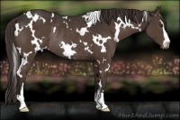 Horse Color:White Spotted Liver Chestnut Sabino Rabicano 
