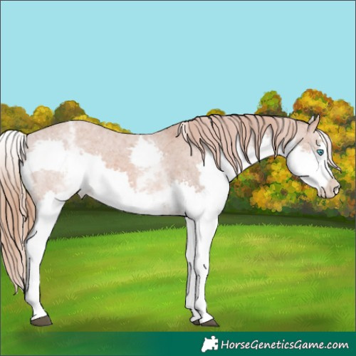 Horse Color:White Spotted Chestnut Splash Appaloosa