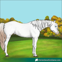 Horse Color:White Spotted Chestnut Splash Appaloosa 
