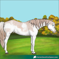 Horse Color:White Spotted Chestnut Splash Appaloosa 