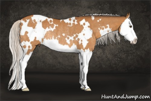 Horse Color:White Spotted Silver Buckskin Splash Rabicano 