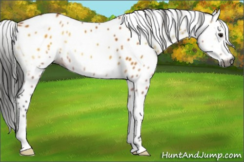 Horse Color:Gray Buckskin Onyx Sabino Appaloosa