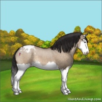 Horse Color:Brown Dun Splash Appaloosa 
