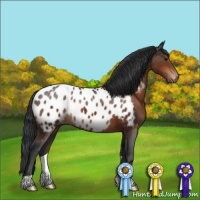Horse Color:Brown Appaloosa