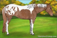 Horse Color:Chestnut Tobiano Appaloosa