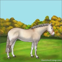Horse Color:Silver Bay Onyx