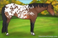 Horse Color:Bay Appaloosa 