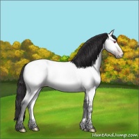 Horse Color:White Spotted Amber Cream Champagne Chinchilla Roan Rabicano