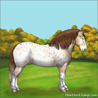 Horse Color:Amber Cream Champagne Onyx Sabino Splash Blanket Rabicano 