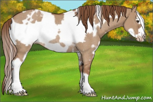 Horse Color:White Spotted Red Dun Frame Appaloosa Rabicano 