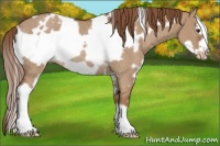 Horse Color:White Spotted Red Dun Frame Appaloosa Rabicano
