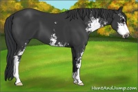 Horse Color:Black Sabino