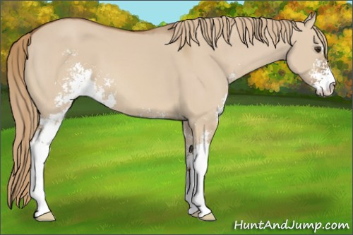 Horse Color:Red Dun Sabino 