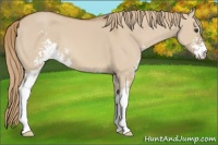 Horse Color:Red Dun Sabino