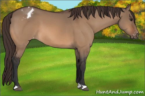 Horse Color:Bay Dun Appaloosa 
