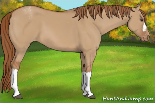 Horse Color:Red Dun Appaloosa 