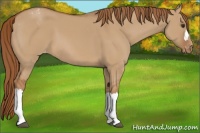 Horse Color:Red Dun Appaloosa 