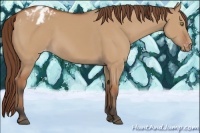 Horse Color:Bay Dun Appaloosa 