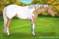 Horse Color:Palomino Tobiano Snowcap