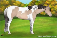 Horse Color:Amber Champagne Tobiano 