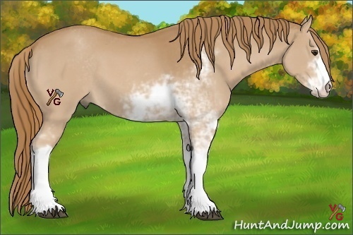 Horse Color:Chestnut Sabino 