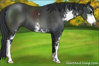 Horse Color:Black Sabino 
