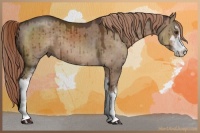 Horse Color:Liver Red Dun Sabino 