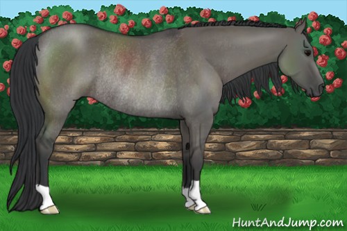 Horse Color:Grullo Rabicano 