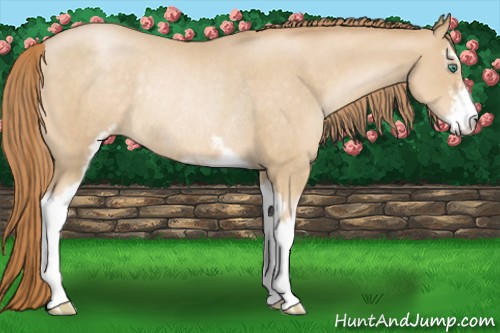 Horse Color:Smoky Black Pearl Sabino Rabicano 