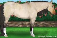 Horse Color:Buckskin Roan Dun Rabicano